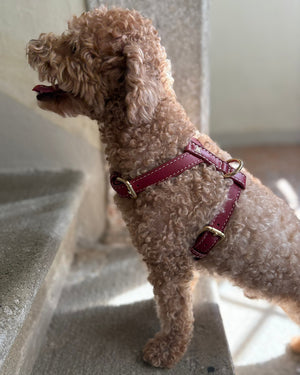 רתמה לכלב מעור נאפה איטלקי | GABRIELE DOG HARNESS