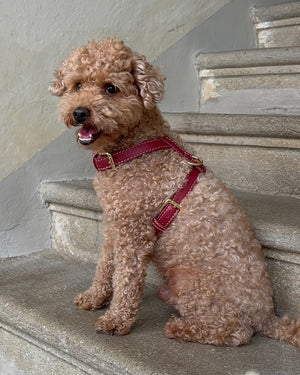רתמה לכלב מעור נאפה איטלקי | GABRIELE DOG HARNESS