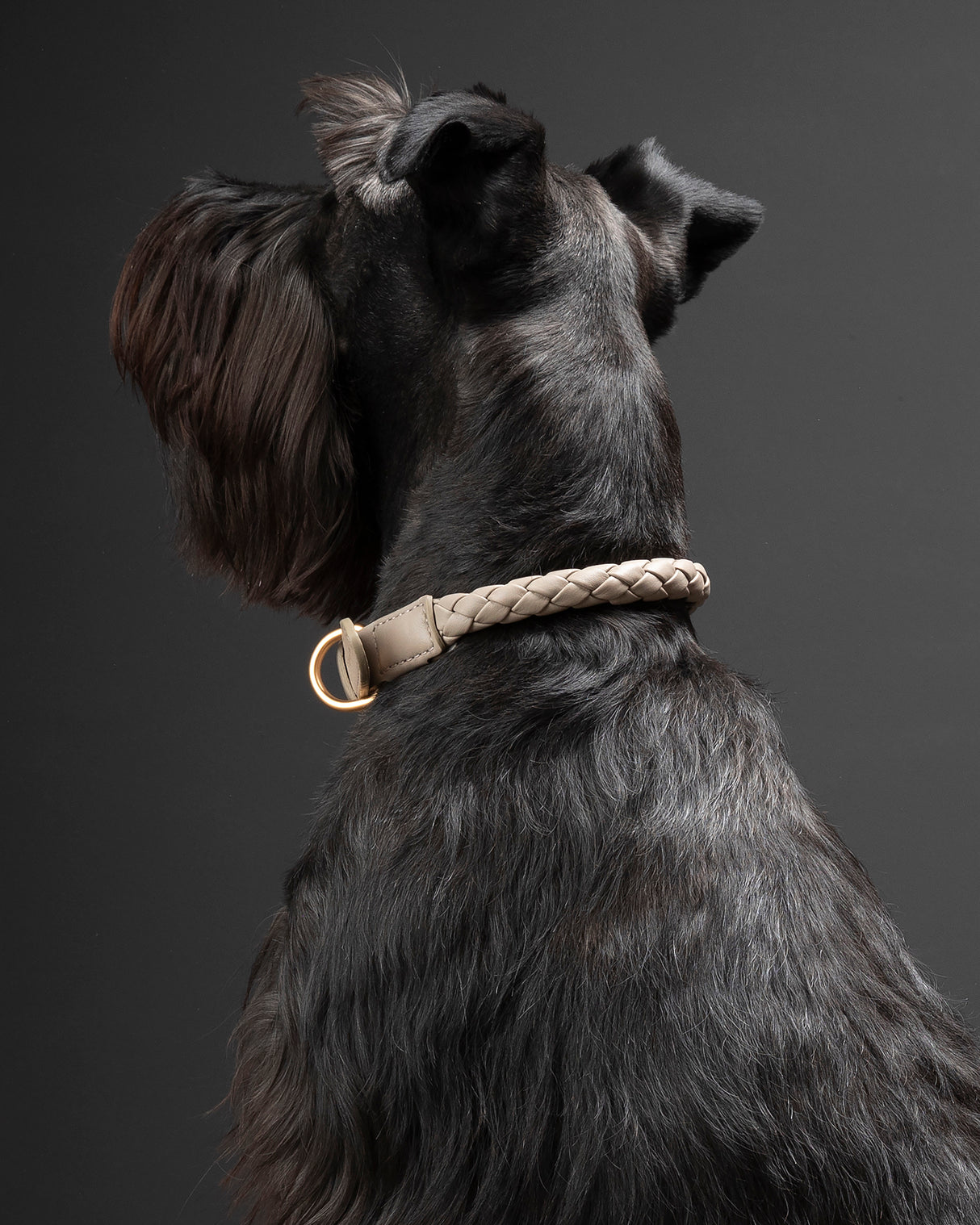 קולר קלוע לכלב מעור נאפה איטלקי | FERDINANDO NAPPA LEATHER COLLAR
