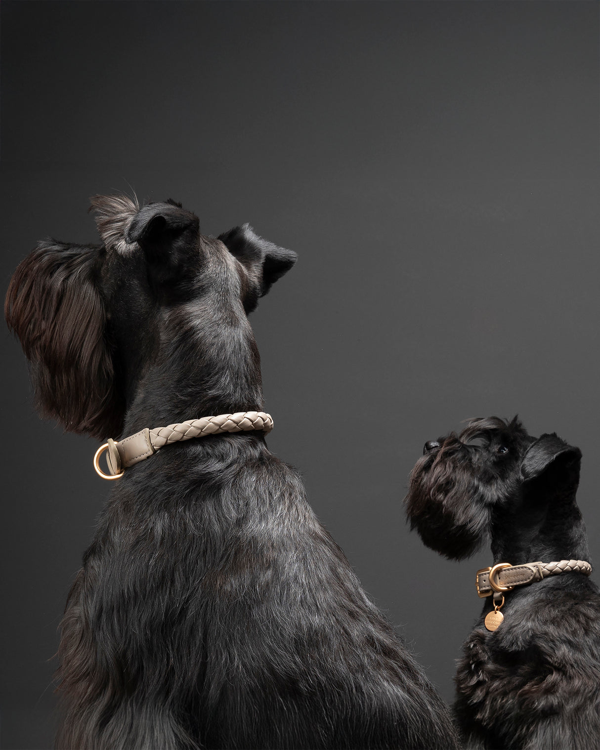 קולר קלוע לכלב מעור נאפה איטלקי | FERDINANDO NAPPA LEATHER COLLAR