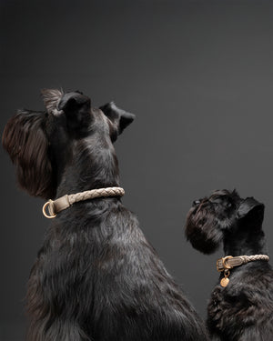 קולר קלוע לכלב מעור נאפה איטלקי | FERDINANDO NAPPA LEATHER COLLAR