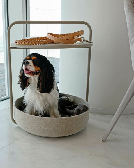 TAVOLINO SIDE TABLE | שולחן קפה / מיטה לכלב