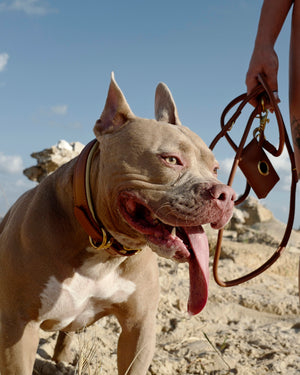 PADDED SOFT LEATHER COLLAR | קולר עור מרופד לכלב