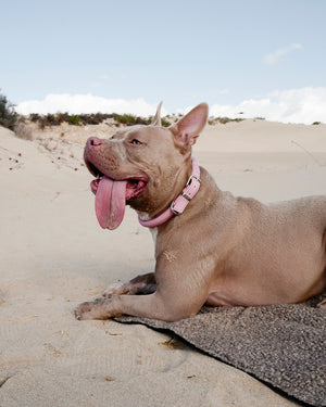 ROLLED SOFT LEATHER COLLAR | קולר עור מעוגל לכלב