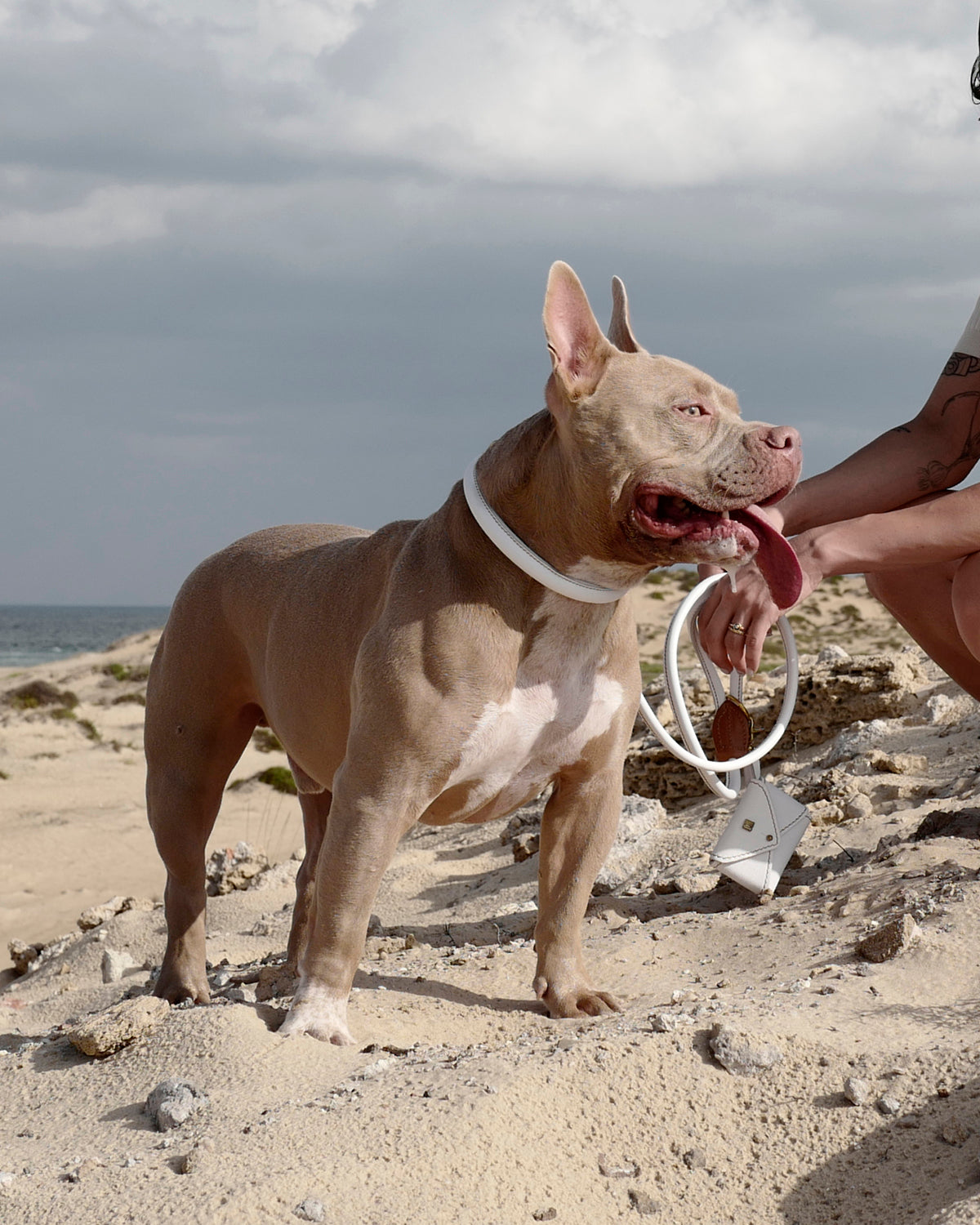 ROLLED SOFT LEATHER COLLAR | קולר עור מעוגל לכלב