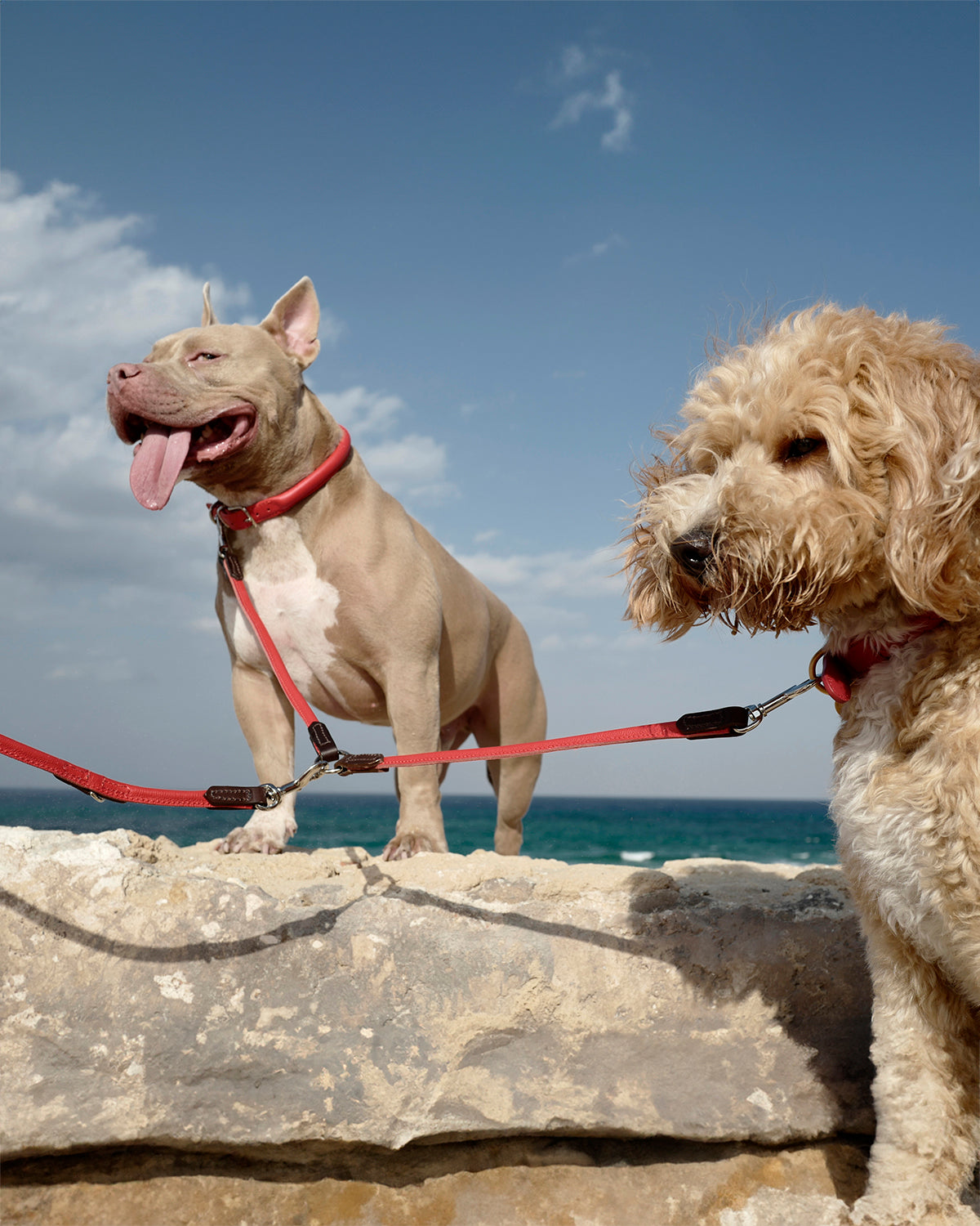 ROLLED SOFT LEATHER COLLAR | קולר עור מעוגל לכלב