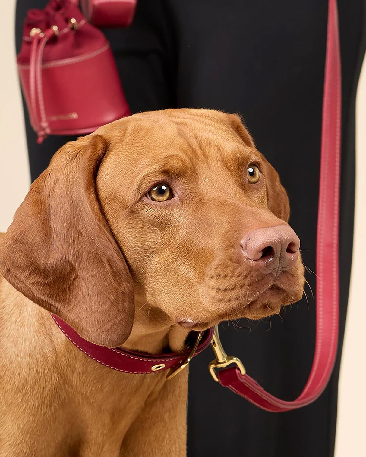 Luxe Suede Leather Dog Leash | רצועת עור ארוכה ומתכווננת לכלב