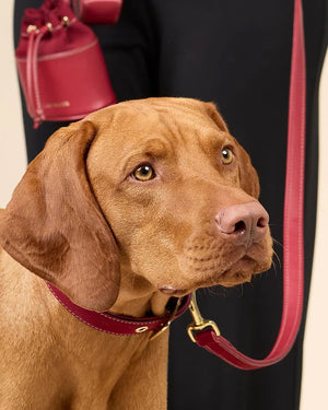 Luxe Suede Leather Dog Leash | רצועת עור ארוכה ומתכווננת לכלב