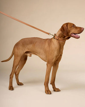 Luxe Smooth Leather Dog Collar | קולר עור נאפה לכלב