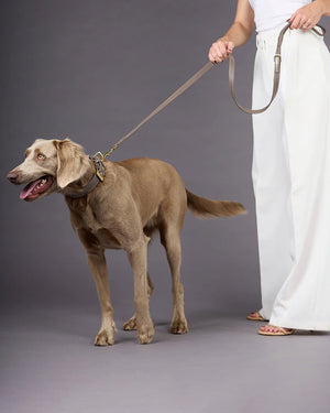 Luxe Smooth Leather Dog Collar | קולר עור נאפה לכלב