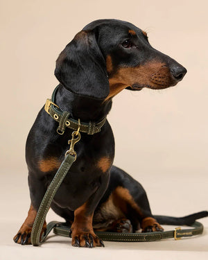 Luxe Suede Leather Dog Leash | רצועת עור ארוכה ומתכווננת לכלב