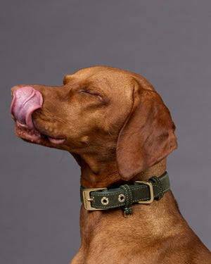 Luxe Suede Leather Dog Collar | קולר עור זמש לכלב