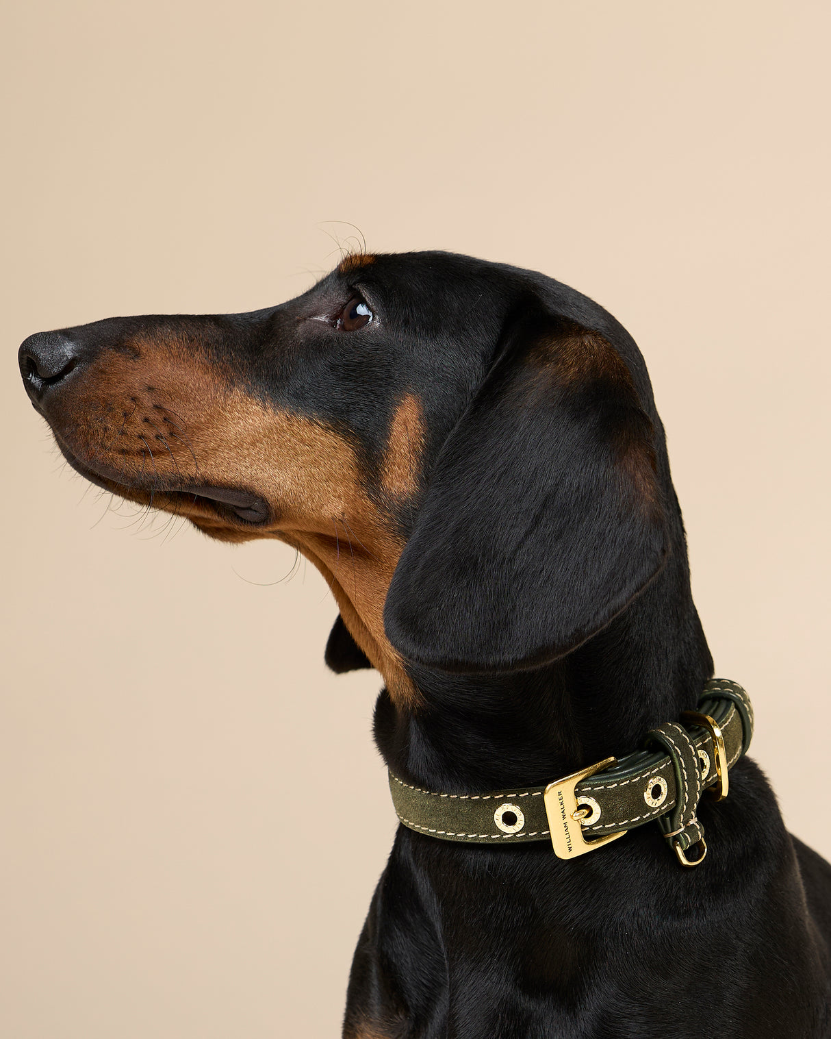 Luxe Suede Leather Dog Collar | קולר עור זמש לכלב