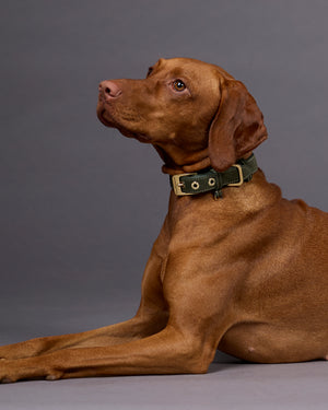 Luxe Suede Leather Dog Collar | קולר עור זמש לכלב