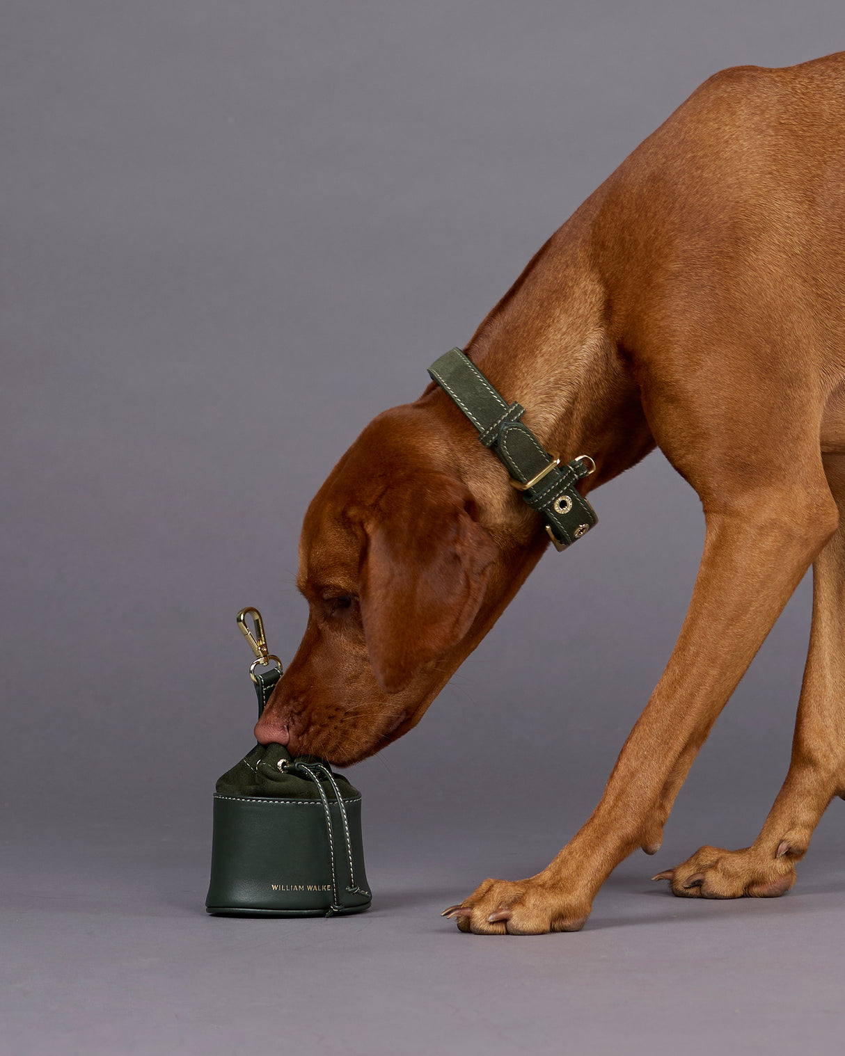 Luxe Suede Leather Dog Collar | קולר עור זמש לכלב