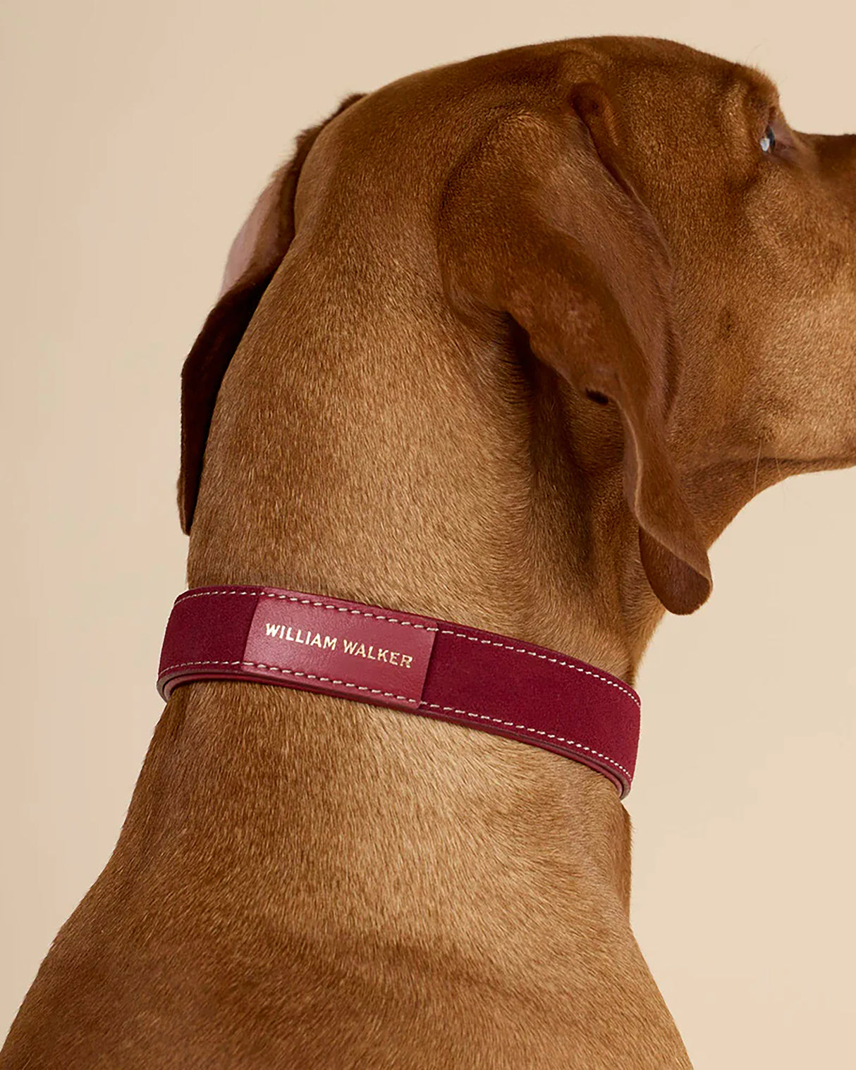 Luxe Suede Leather Dog Collar | קולר עור זמש לכלב