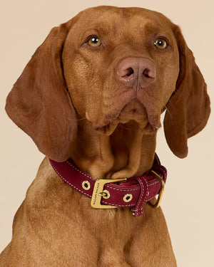 Luxe Suede Leather Dog Collar | קולר עור זמש לכלב