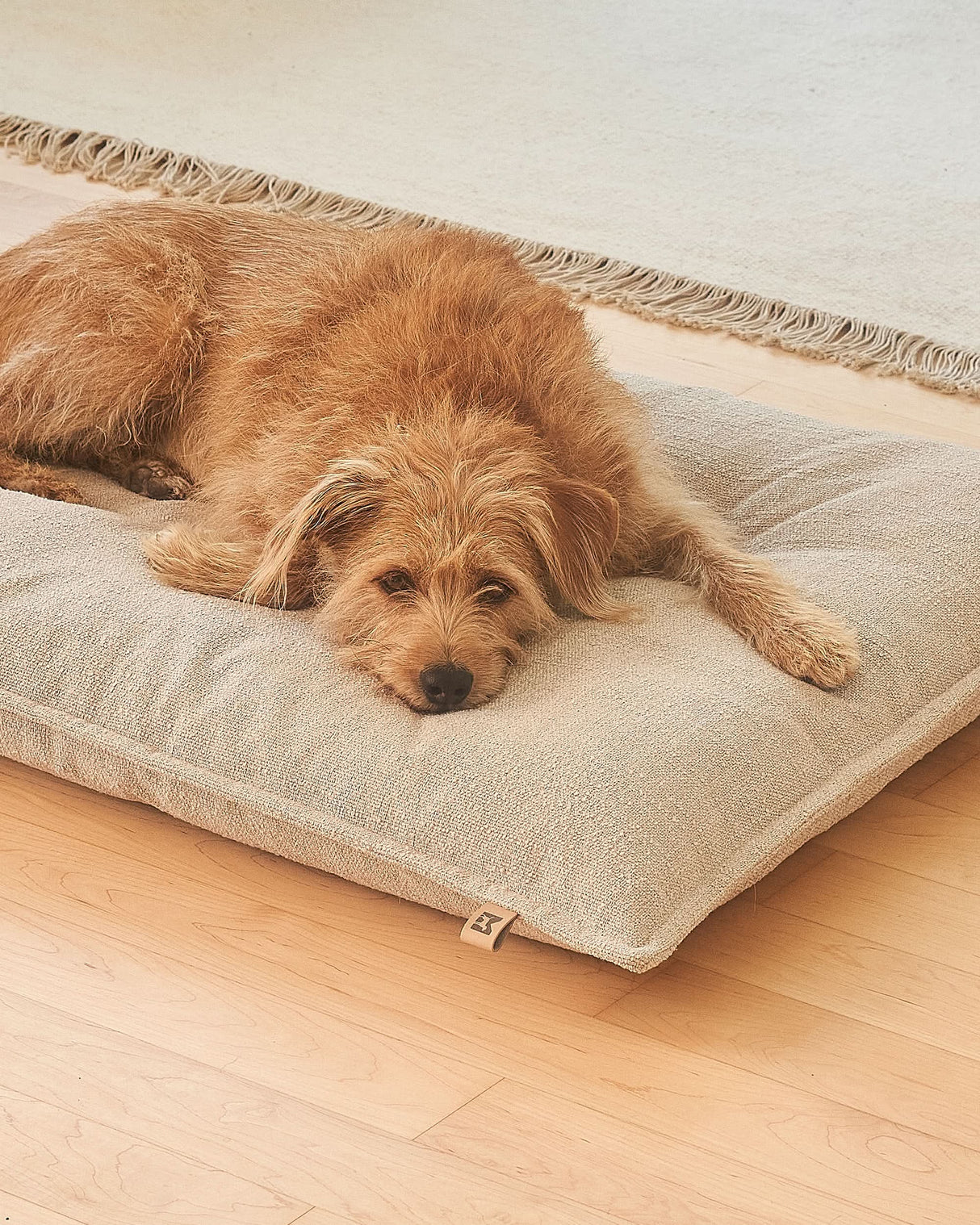 CAMPO ORTHOPEDIC DOG CUSHION | כרית אורתופדית לכלב