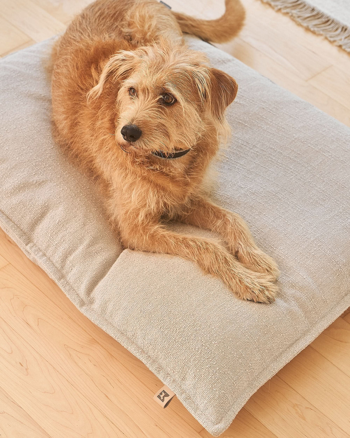 CAMPO ORTHOPEDIC DOG CUSHION | כרית אורתופדית לכלב