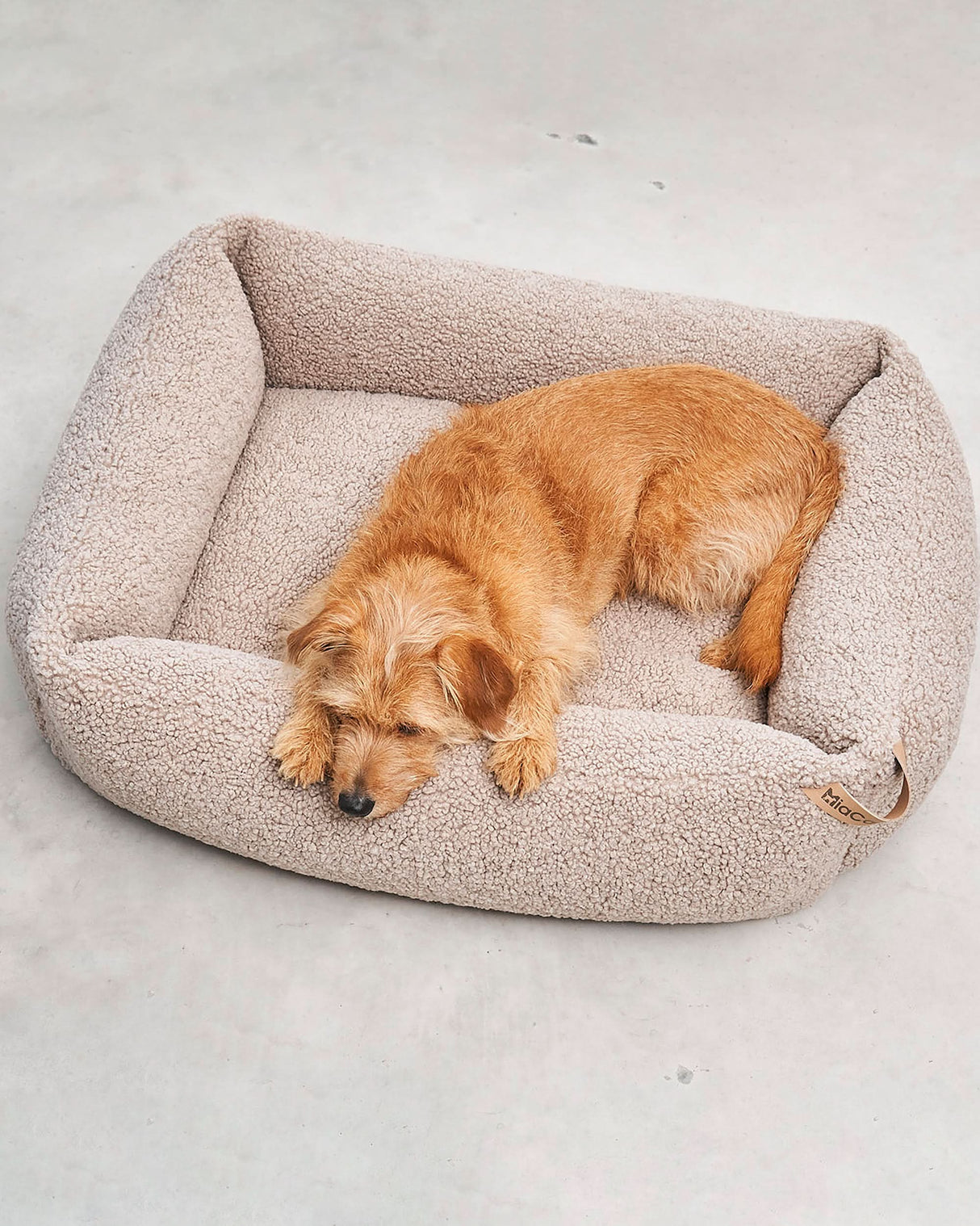SENSO DOG BOX BED | מיטה אורתופדית לכלב