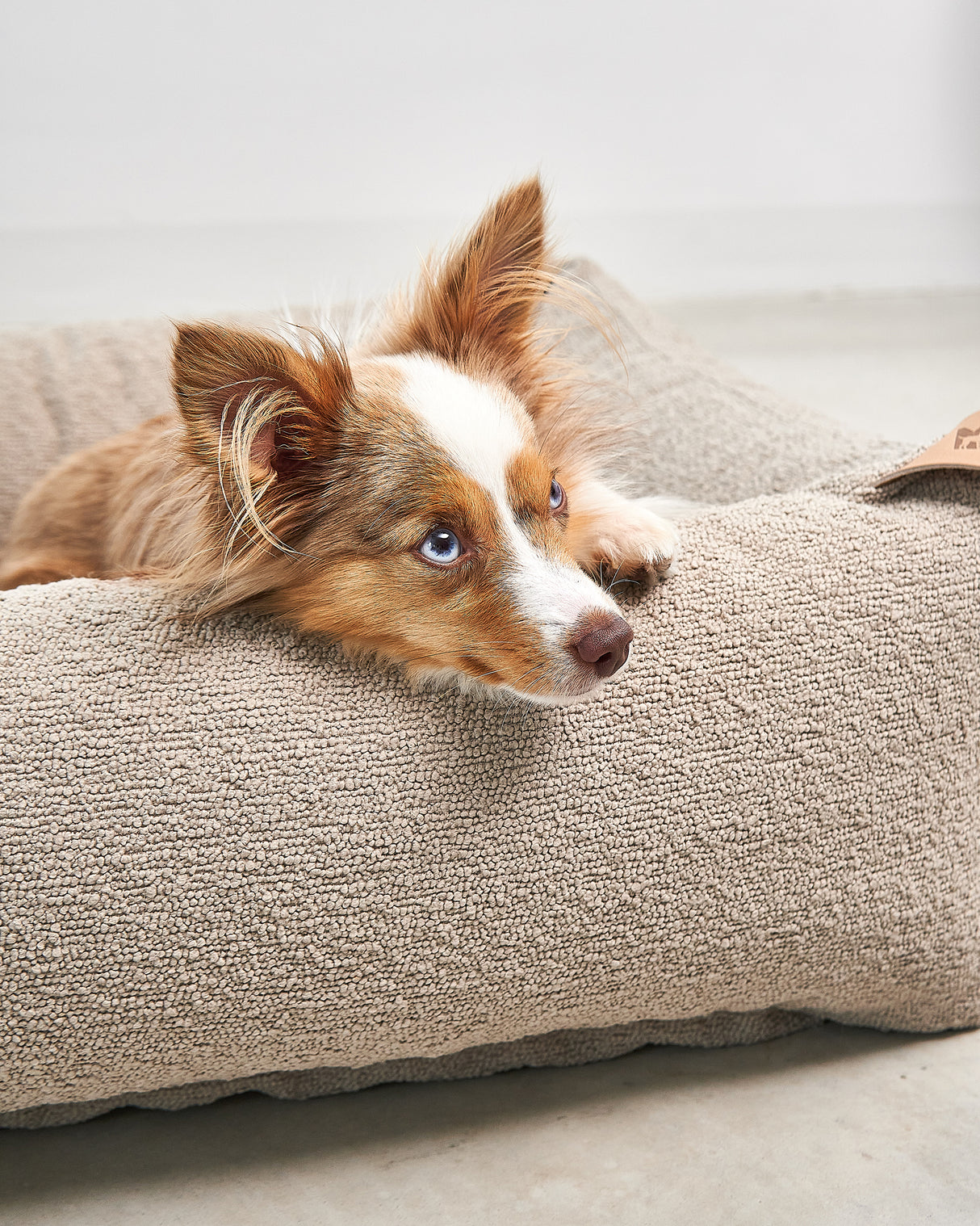 ריפוד להחלפה למיטה לכלב | REPLACEMENT COVER FOR MONDO DOG BOX BED