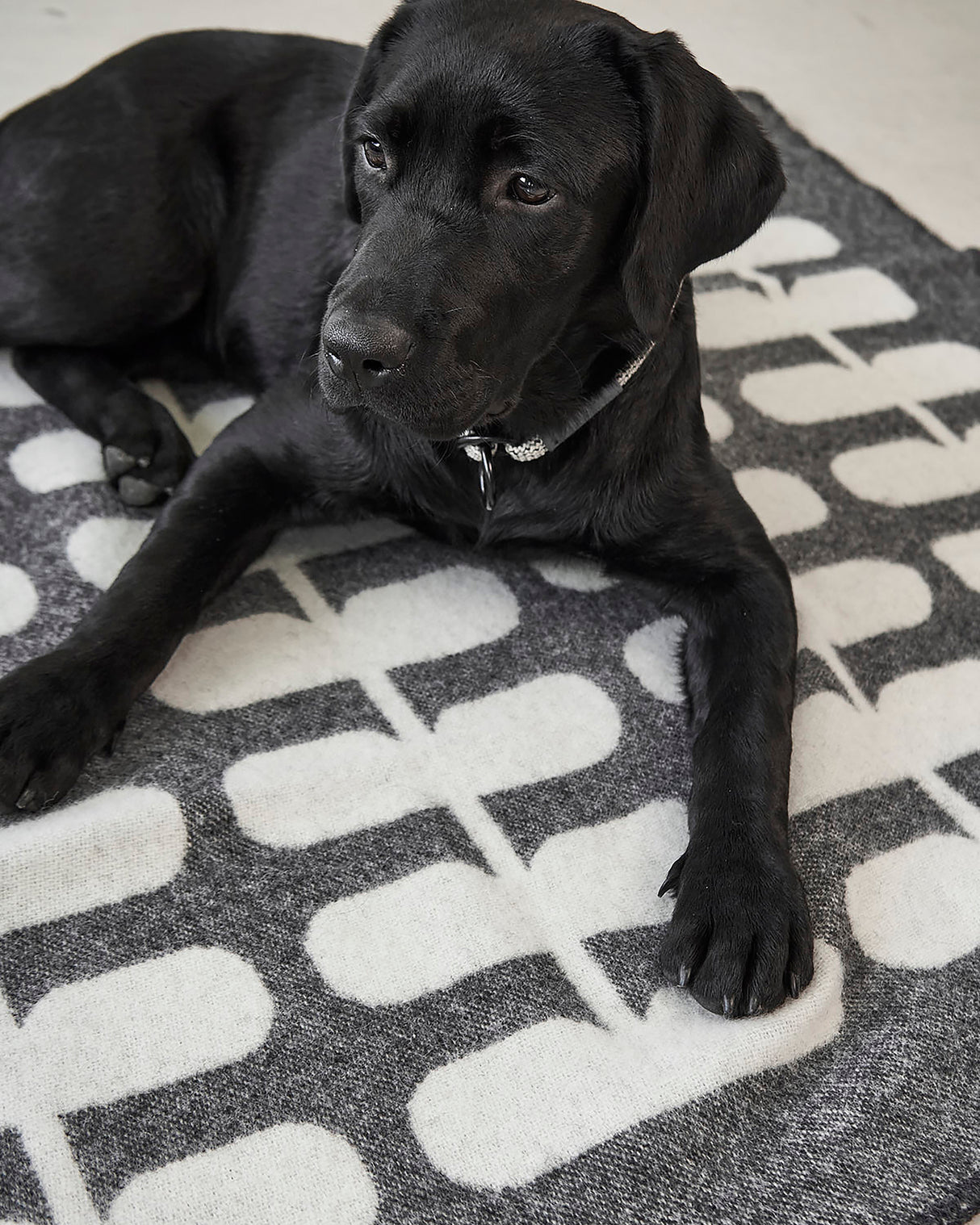 FLORA DOG WOOL BLANKET | שמיכה לכלב