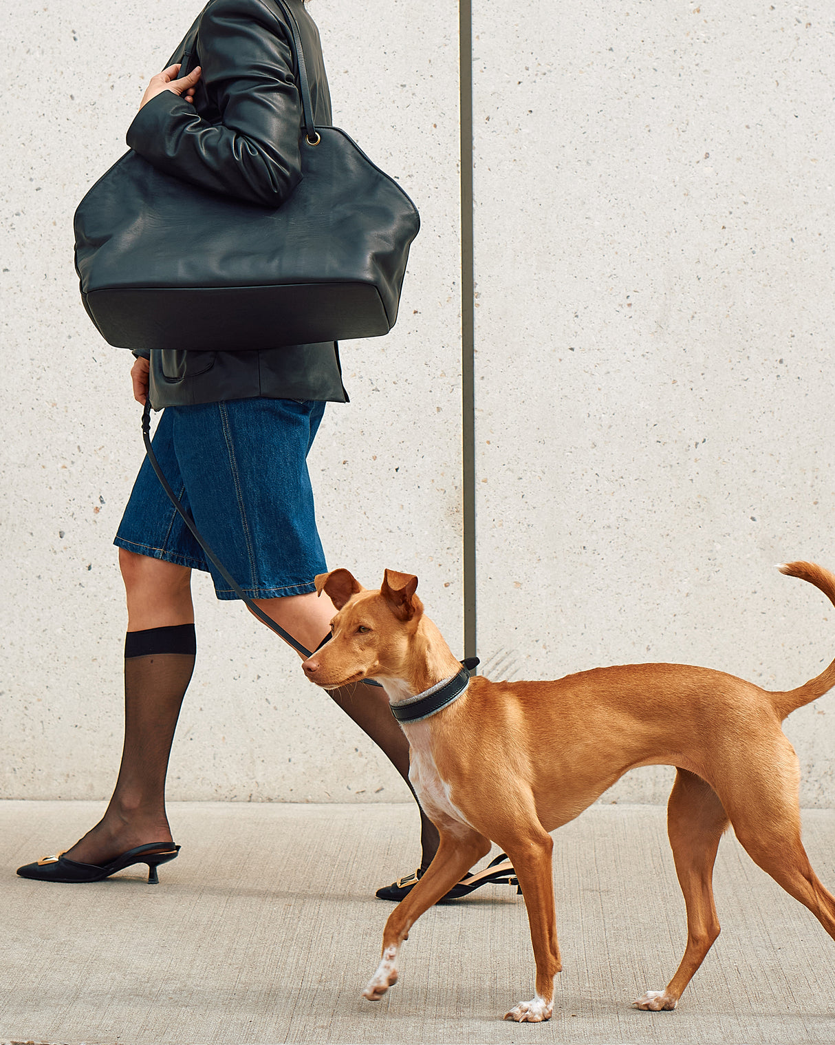 Siena Padded Leather Collar | קולר עור מרופד לכלב