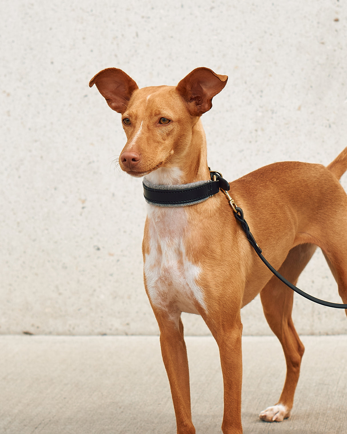 Siena Padded Leather Collar | קולר עור מרופד לכלב