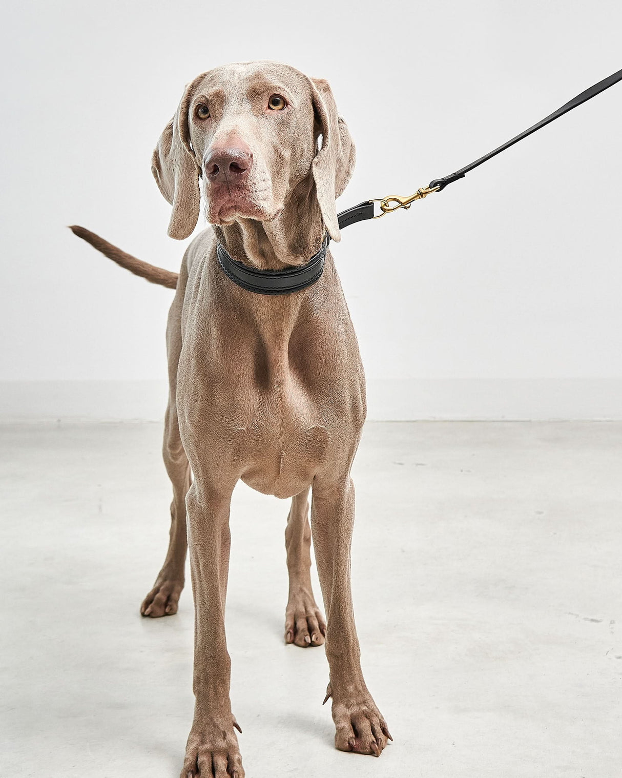 Fano Slip Leather Collar | קולר סליפ מעור לכלב