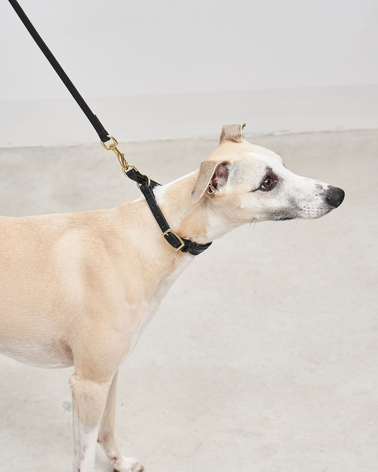 Fano Slip Leather Collar | קולר סליפ מעור לכלב