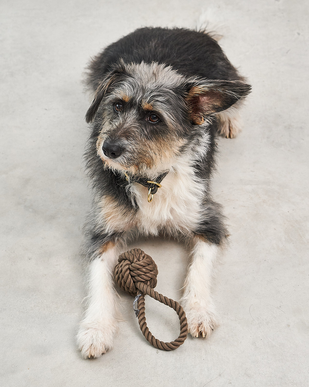 NODO DOG ROPE TOY |  חבל משחק לכלב