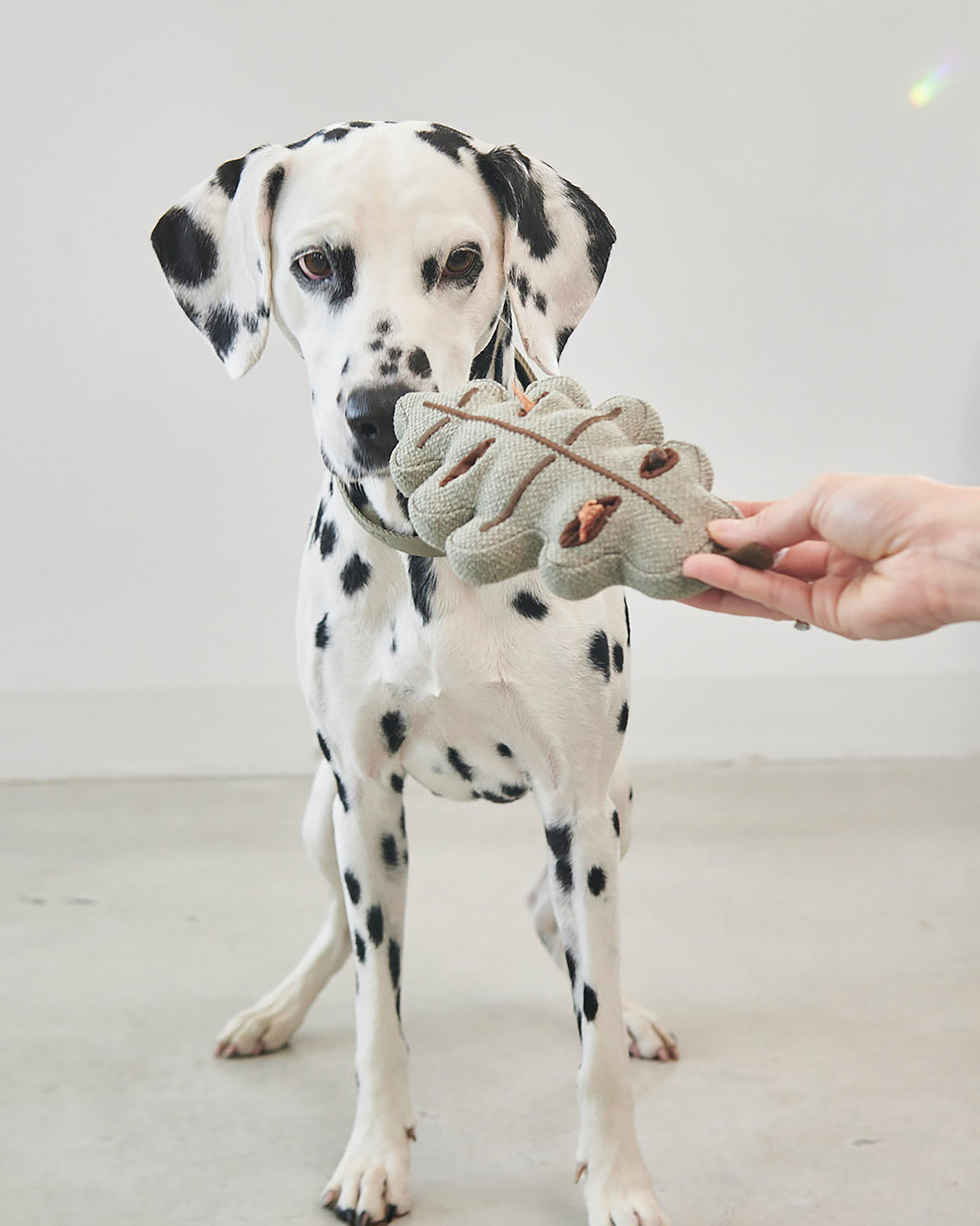 FORESTA DOG SNUFFLE TOYS SET |  סט צעצועי ריחרוח לכלבים