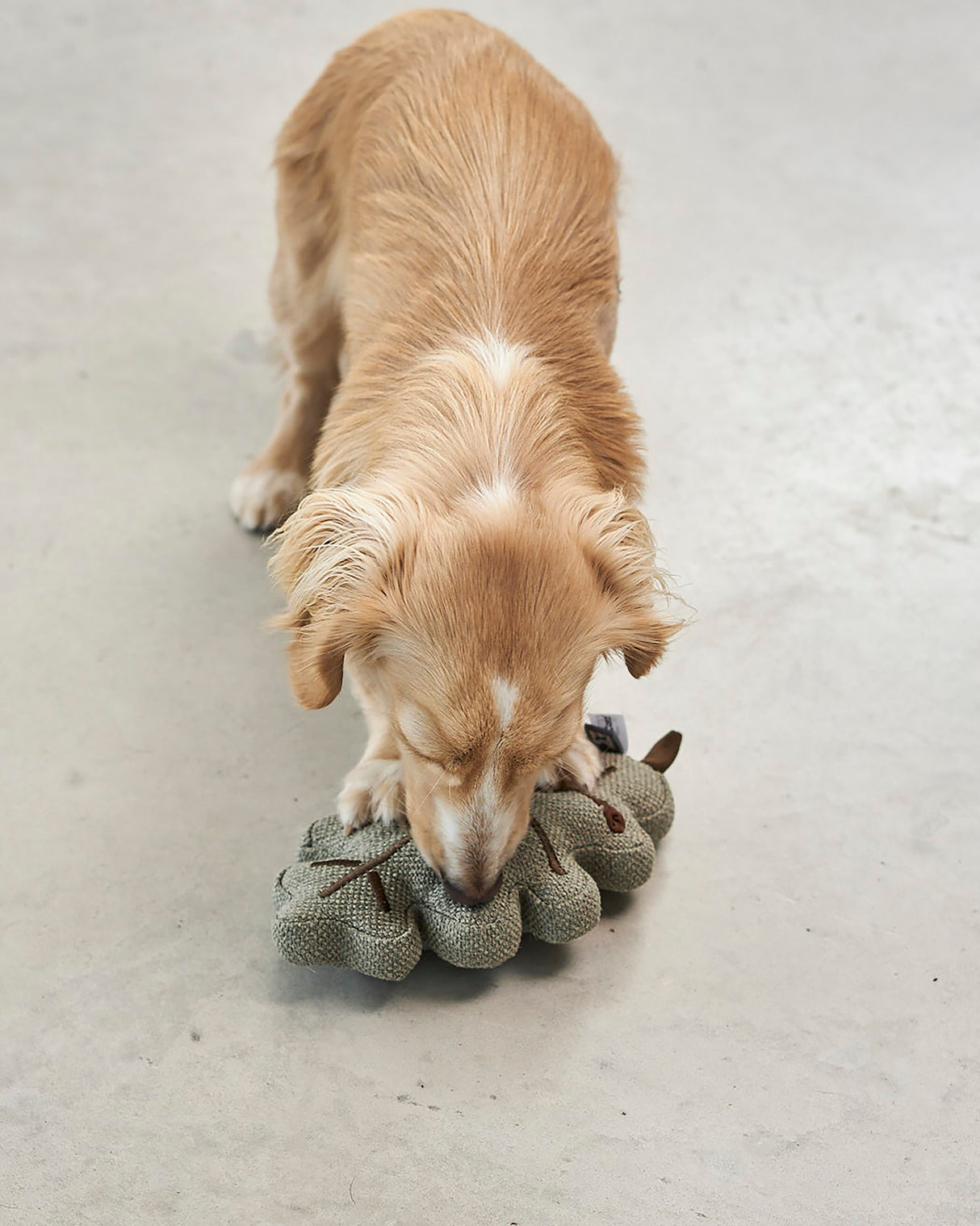 FORESTA DOG SNUFFLE TOYS SET |  סט צעצועי ריחרוח לכלבים