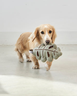 FORESTA DOG SNUFFLE TOYS SET |  סט צעצועי ריחרוח לכלבים