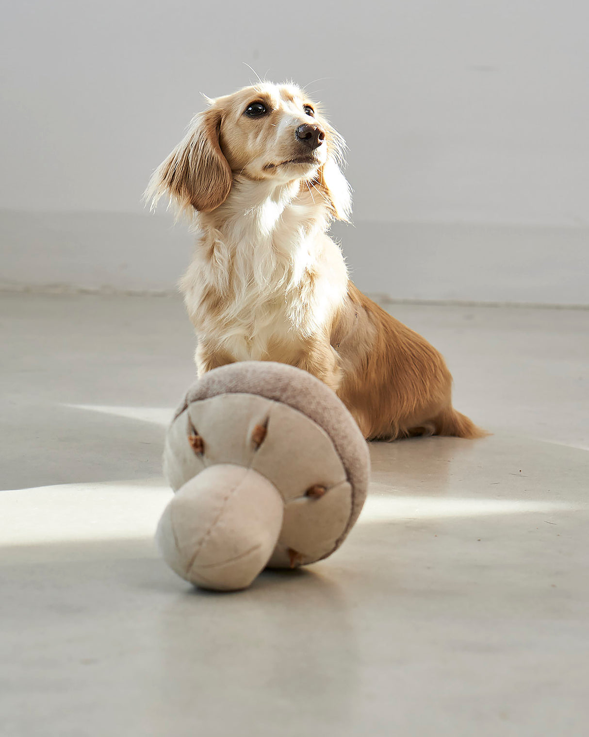 FORESTA DOG SNUFFLE TOYS SET |  סט צעצועי ריחרוח לכלבים