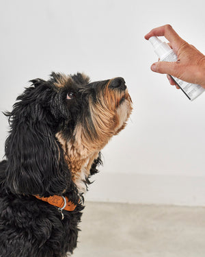 ספריי לטיפוח השיניים והחניכיים לכלב | GENGIVA DOG DENTAL SPRAY