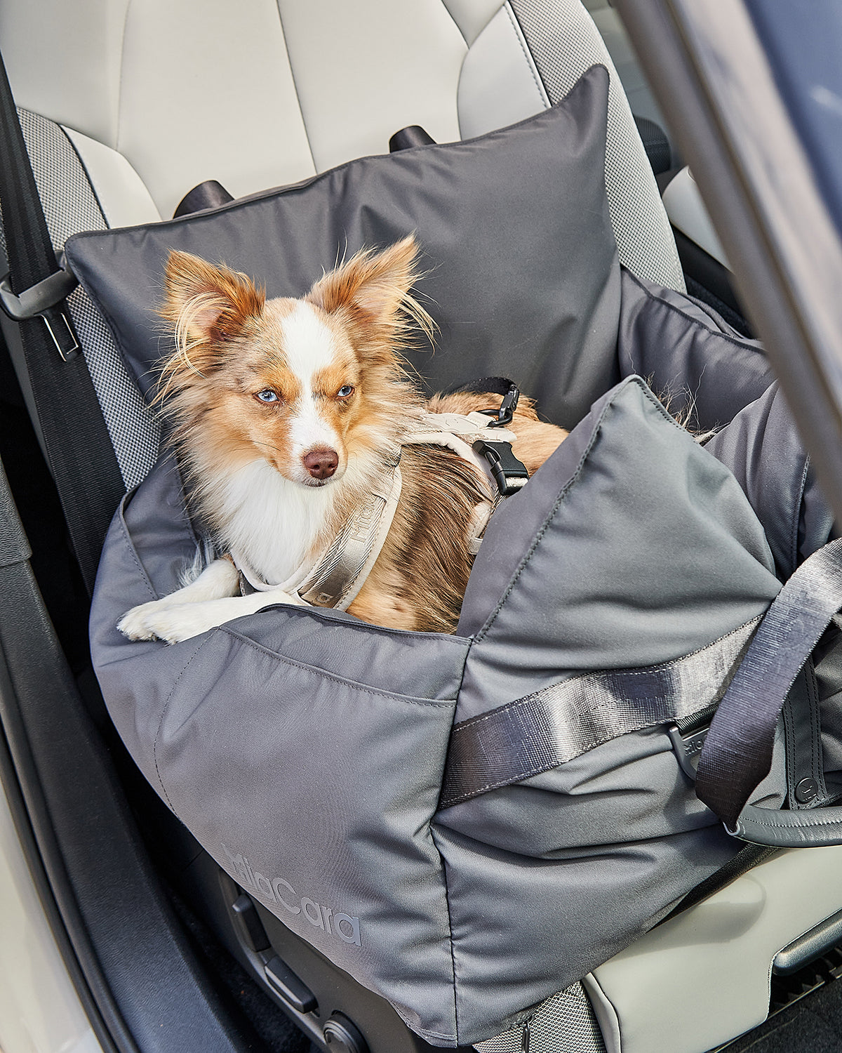 VIAGGIO DOG TRAVEL BED | מושב לרכב ומיטת טיולים לכלב