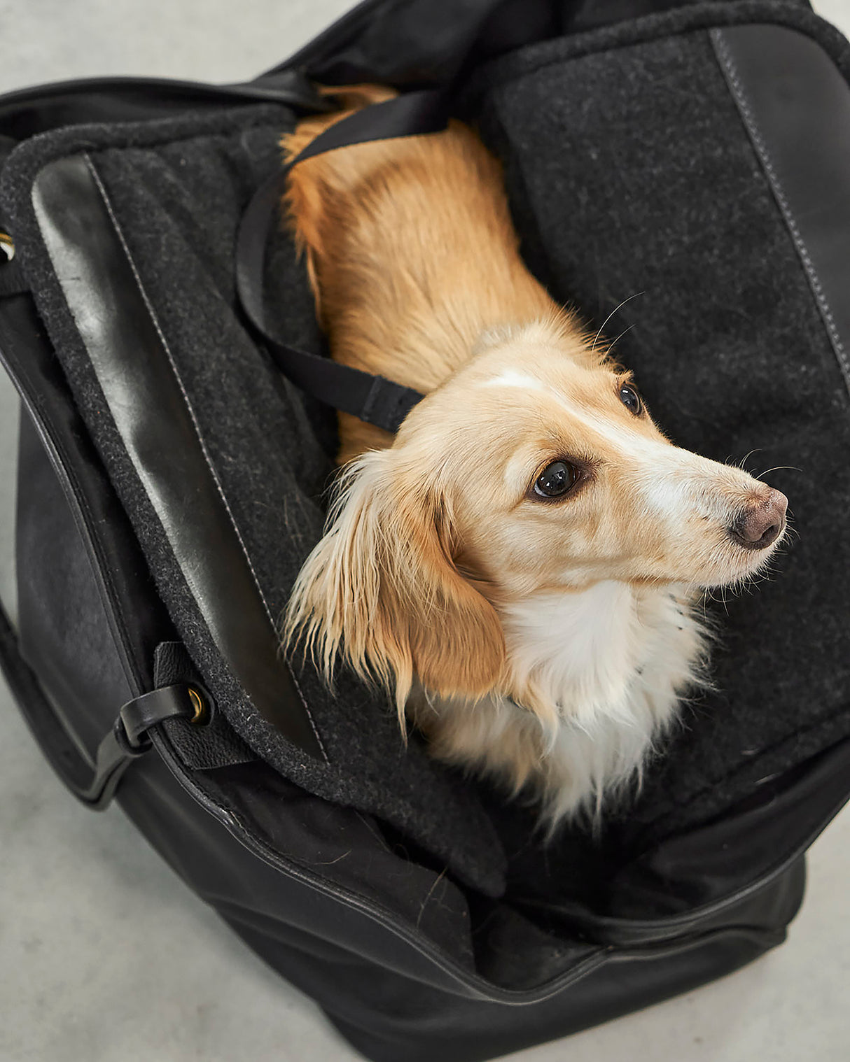 תיק נשיאה לכלב מעור אלגנטי | Borsa Dog Leather Carrier Bag