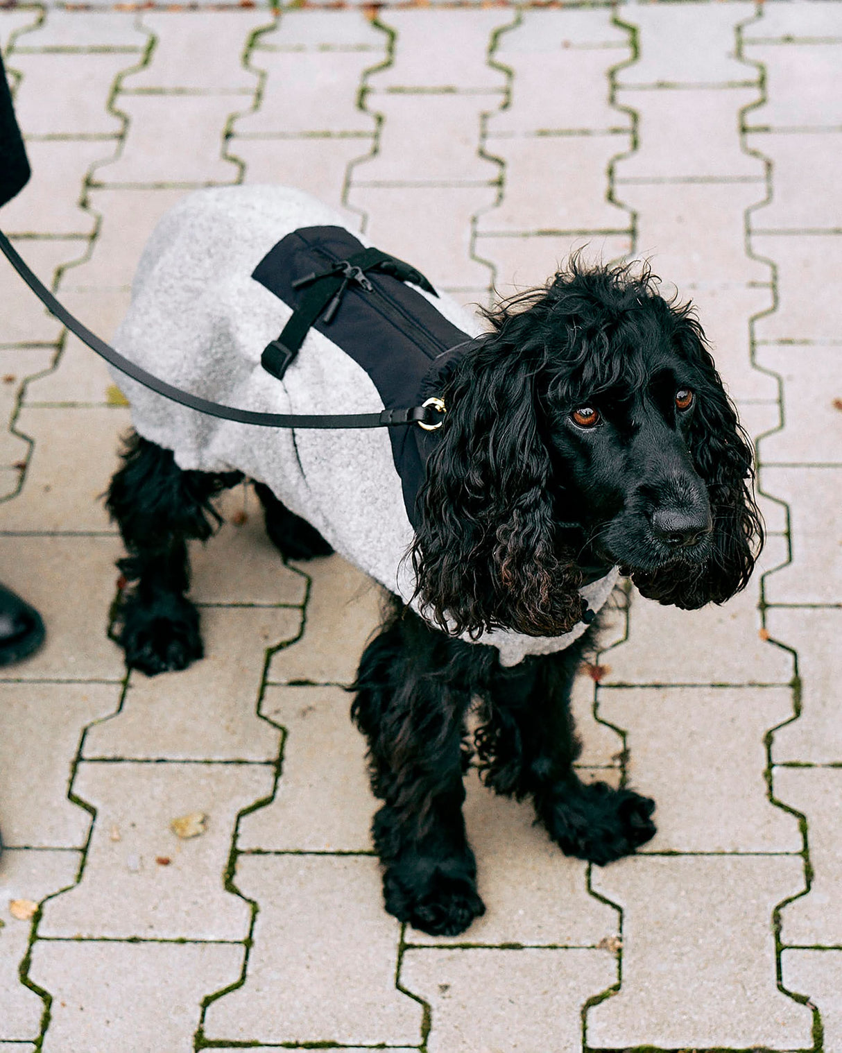 EMILIA DOG COAT | מעיל לכלב