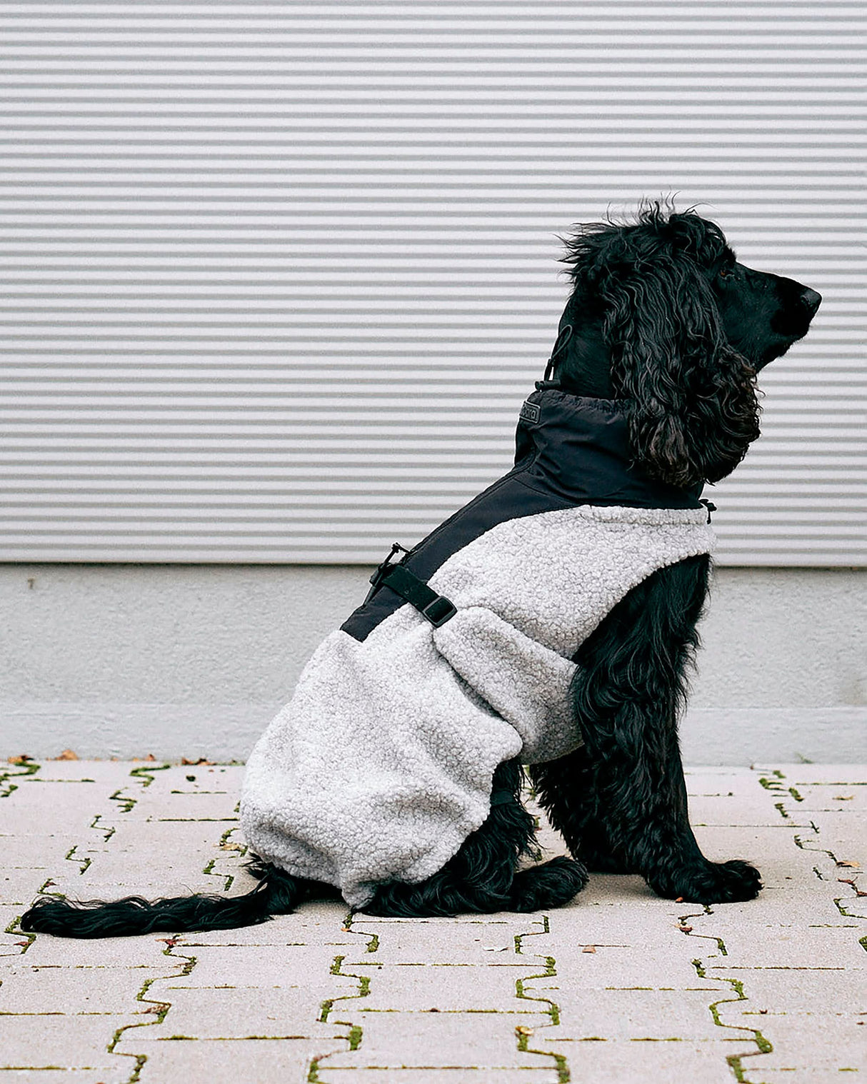 EMILIA DOG COAT | מעיל לכלב