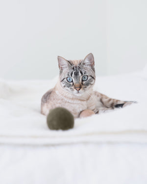 GLOBO CAT BALLS SET | סט כדורי משחק לחתולים