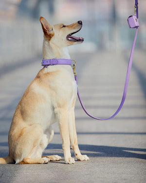 Plain Leather Collar | קולר עור לכלב