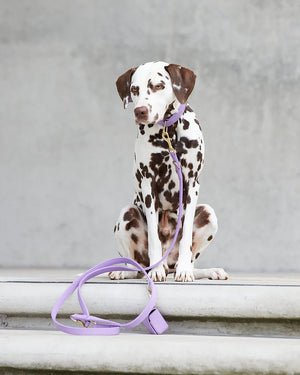 Plain Leather Collar | קולר עור לכלב