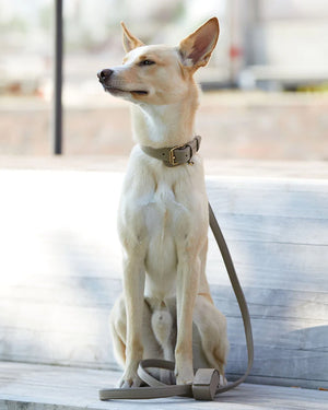 Plain Leather Collar | קולר עור לכלב