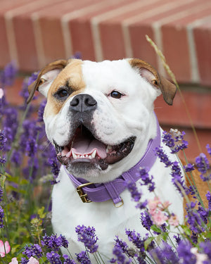Plain Leather Collar | קולר עור לכלב