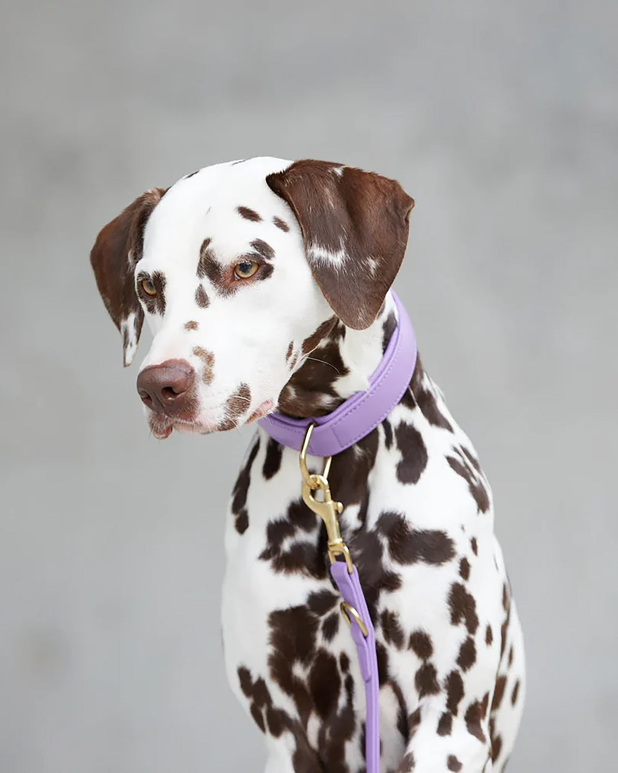 Plain Leather Collar | קולר עור לכלב