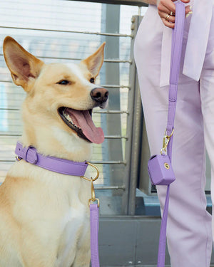 Plain Leather Collar | קולר עור לכלב