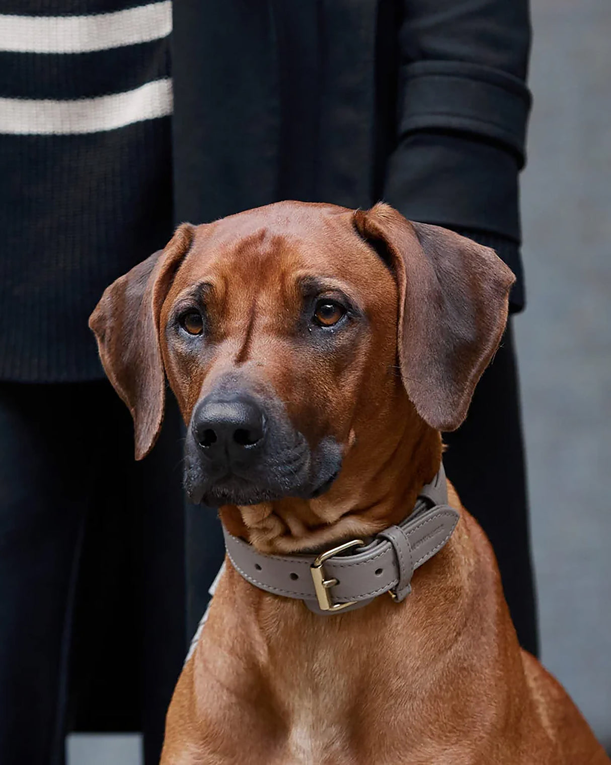 Plain Leather Collar | קולר עור לכלב