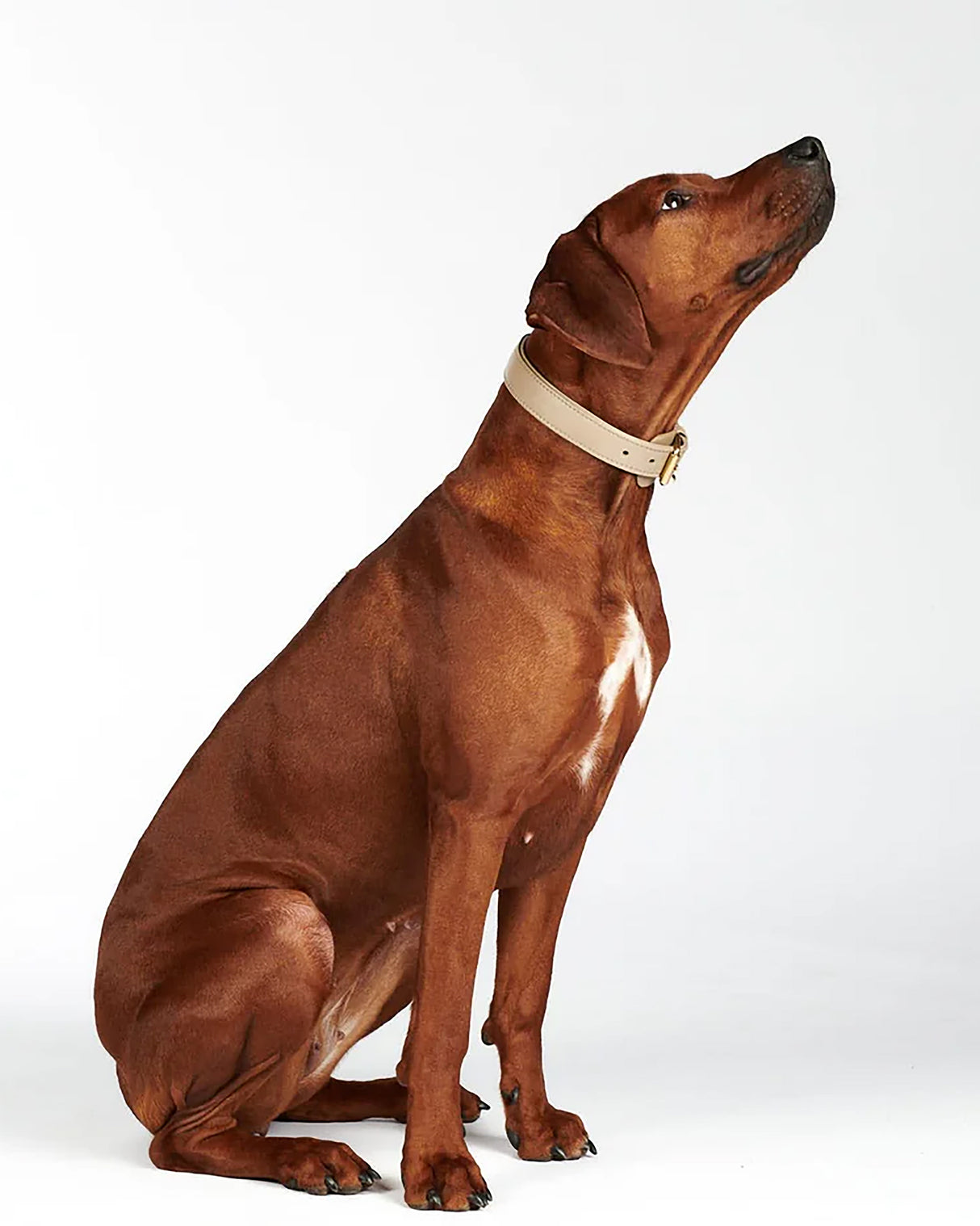 Plain Leather Collar | קולר עור לכלב