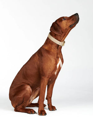 Plain Leather Collar | קולר עור לכלב